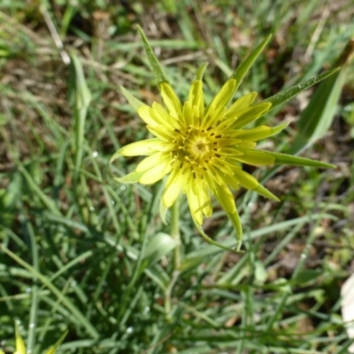 Tragopogon dubius (Goatsbeard) at Tuggeranong DC, ACT - 5 Mar 2020 by Mike