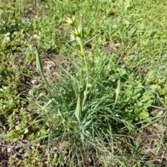 Tragopogon dubius at Tuggeranong DC, ACT - 6 Mar 2020