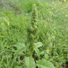 Amaranthus retroflexus (Redroot Amaranth) at Tuggeranong DC, ACT - 6 Mar 2020 by Mike