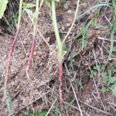 Amaranthus retroflexus at Tuggeranong DC, ACT - 6 Mar 2020 02:56 PM