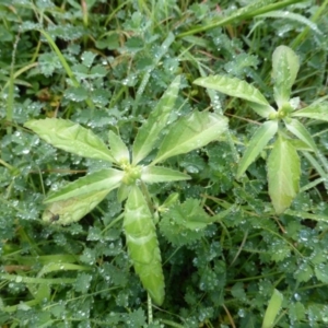 Euphorbia davidii at Jerrabomberra, ACT - 6 Mar 2020