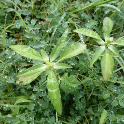 Euphorbia davidii (David's Spurge) at Jerrabomberra, ACT - 5 Mar 2020 by Mike