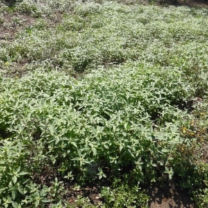 Euphorbia davidii at Jerrabomberra, ACT - 6 Mar 2020