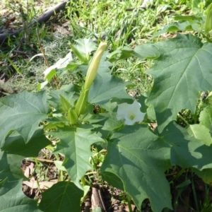 Datura stramonium at Isaacs, ACT - 6 Mar 2020