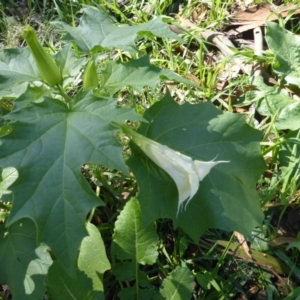 Datura stramonium at Isaacs, ACT - 6 Mar 2020