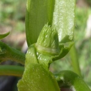 Datura stramonium at Isaacs, ACT - 6 Mar 2020