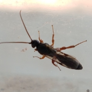 Apocrita (suborder) at Lyneham, ACT - 6 Mar 2020