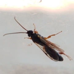 Apocrita (suborder) at Lyneham, ACT - 6 Mar 2020