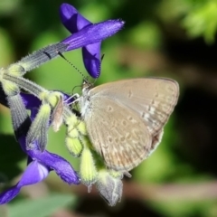 Zizina otis (Common Grass-Blue) at Page, ACT - 6 Mar 2020 by DonTaylor