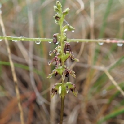 Corunastylis clivicola (Rufous midge orchid) at Cook, ACT - 5 Mar 2020 by CathB