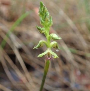 Corunastylis cornuta at Dunlop, ACT - suppressed