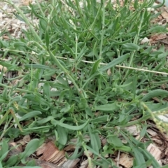 Rumex acetosella at Cook, ACT - 3 Mar 2020