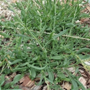 Rumex acetosella at Cook, ACT - 3 Mar 2020 10:56 AM