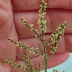 Rumex acetosella at Cook, ACT - 3 Mar 2020