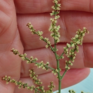 Rumex acetosella at Cook, ACT - 3 Mar 2020 10:56 AM