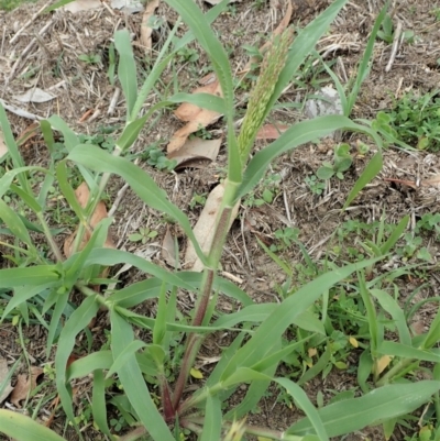 Panicum capillare/hillmanii (Exotic/Invasive Panic Grass) at Mount Painter - 3 Mar 2020 by CathB