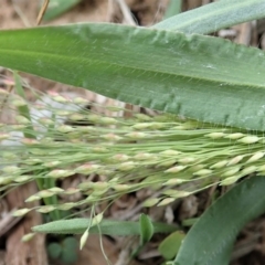 Panicum capillare/hillmanii at Cook, ACT - 3 Mar 2020