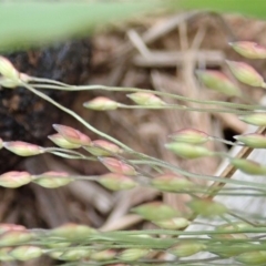 Panicum capillare/hillmanii at Cook, ACT - 3 Mar 2020