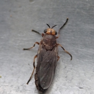 Inopus rubriceps at Dunlop, ACT - 3 Mar 2020