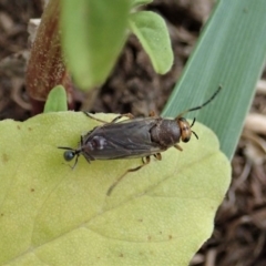 Inopus rubriceps at Dunlop, ACT - 3 Mar 2020 12:02 PM