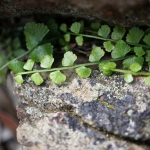 Asplenium flabellifolium at Hackett, ACT - 30 Mar 2014