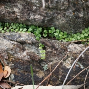 Asplenium flabellifolium at Hackett, ACT - 30 Mar 2014