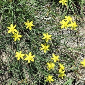 Tricoryne elatior at Cook, ACT - 27 Feb 2020