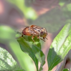 Eristalinus punctulatus (Golden Native Drone Fly) at Macgregor, ACT - 6 Mar 2020 by Roger