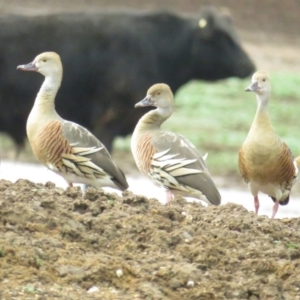 Dendrocygna eytoni at Bungendore, NSW - 6 Mar 2020