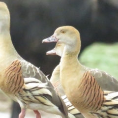 Dendrocygna eytoni at Bungendore, NSW - 6 Mar 2020