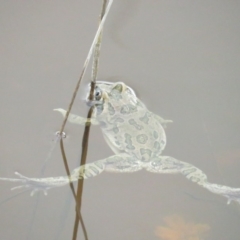 Limnodynastes tasmaniensis (Spotted Grass Frog) at Bungendore, NSW - 6 Mar 2020 by BenW