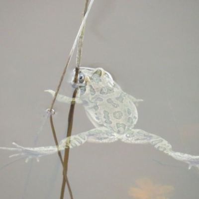 Limnodynastes tasmaniensis (Spotted Grass Frog) at Bungendore, NSW - 6 Mar 2020 by TomW