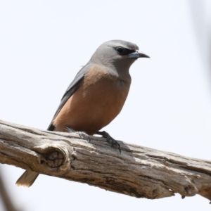 Artamus superciliosus at Jeir, NSW - 1 Dec 2019