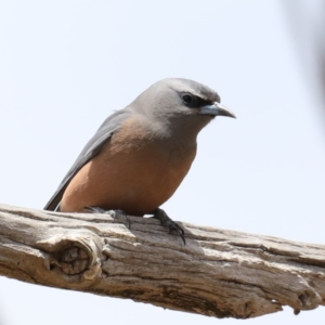 Artamus superciliosus at Jeir, NSW - 1 Dec 2019