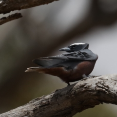 Artamus superciliosus at Jeir, NSW - 1 Dec 2019