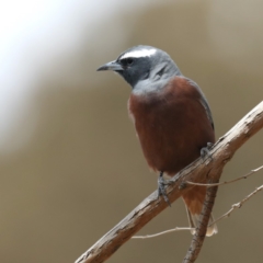 Artamus superciliosus at Jeir, NSW - 1 Dec 2019