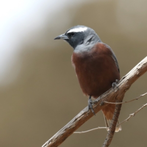 Artamus superciliosus at Jeir, NSW - 1 Dec 2019