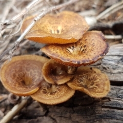 Lentinus arcularius (Fringed Polypore) at Weetangera, ACT - 6 Mar 2020 by tpreston