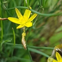 Tricoryne elatior (Yellow Rush Lily) at Weetangera, ACT - 6 Mar 2020 by trevorpreston