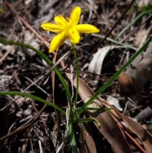 Hypoxis hygrometrica at Hawker, ACT - 6 Mar 2020