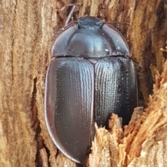 Pterohelaeus piceus (Pie-dish beetle) at Weetangera, ACT - 6 Mar 2020 by tpreston