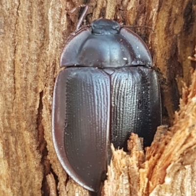 Pterohelaeus piceus (Pie-dish beetle) at Weetangera, ACT - 6 Mar 2020 by trevorpreston