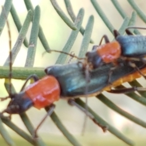 Chauliognathus tricolor at Weetangera, ACT - 6 Mar 2020