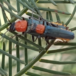 Chauliognathus tricolor at Weetangera, ACT - 6 Mar 2020