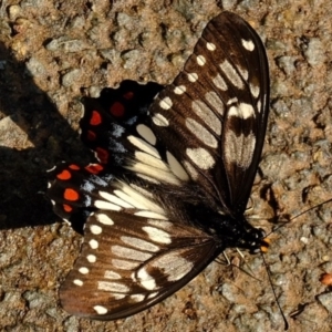 Papilio anactus at Florey, ACT - 6 Mar 2020 04:32 PM