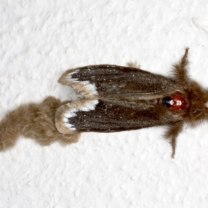 Euproctis marginalis at Ainslie, ACT - 30 Nov 2019 03:36 PM