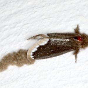 Euproctis marginalis at Ainslie, ACT - 30 Nov 2019 03:36 PM