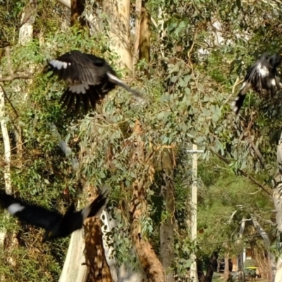 Strepera graculina (Pied Currawong) at Florey, ACT - 6 Mar 2020 by Kurt