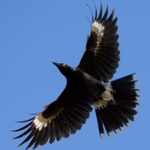 Strepera graculina at Florey, ACT - 6 Mar 2020