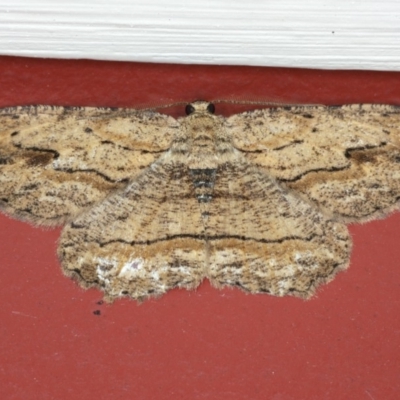 Ectropis excursaria (Common Bark Moth) at Ainslie, ACT - 30 Nov 2019 by jb2602